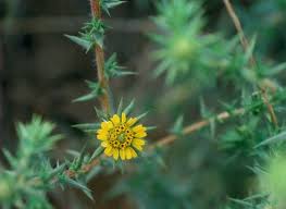 Image result for Centropodia