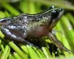 Image result for Micrococca capensis