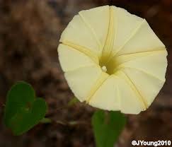 Image result for Ipomoea obscura