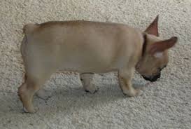 Check out these adorable french bulldog mix puppies! Fransk Bullhuahua Hunerasynformaasje En Bylden Hunen