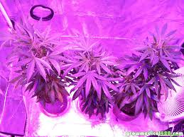 Check spelling or type a new query. 250w Led Grow Journal 9 3 Oz Harvest Grow Weed Easy