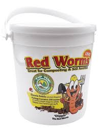 Image result for Red Wigglers