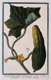 Image result for Cucumis prophetarum
