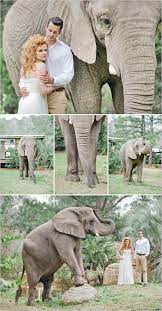 African Safari Wedding Ideas Safari Wedding Zoo Wedding Africa Wedding