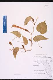 Image result for Ipomoea violacea