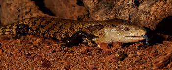 Indonesian Blue Tongued Skink Care Sheet Wiki Reptiles Amino Tusenvis av nye hoykvalitetsbilder legges til daglig. indonesian blue tongued skink care