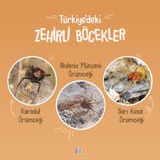 Image result for pokoutnik st job 