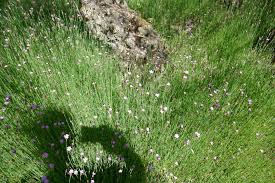 Image result for Caryophyllaceae