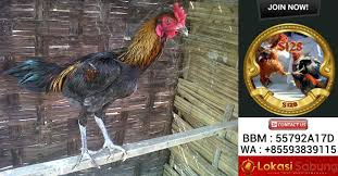 Pin On Sabung Ayam