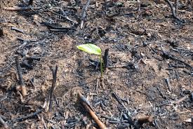 Would You Be Happy If Somebody Set Fire To Your Home Slash Burn Techniques Are Commonly Used Within T Palm Oil Free Products Slash And Burn Congo Rainforest