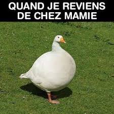 Quand Je Reviens De Chez Mamie Humour Humour Drole Et Blague Animaux
