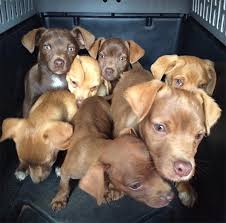 When you arrive at the shelter (1101 29th ave), you will first speak with a staff member or volunteer who will help determine which specific. Bay Area Animal Shelters Worth A Follow On Social Media Sfist