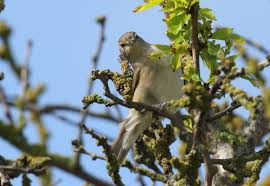 The good news is that, unlike the more skulking. Garden Warbler The Bird Id Company