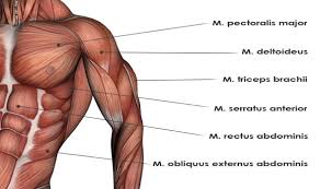 This muscle covers the neck, shoulders and thorax. Front Upper Body 02 The Yoga Rope