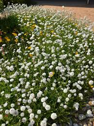 Image result for Catunaregam obovata