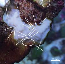 Image result for Subularia monticola