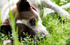This toxin can be fatal if ingested, even if your dog only chews on a single seed. List Of 18 Wild Plants That Are Toxic To Dogs Fairmount Pet Service
