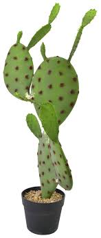 We'll review the issue and make a decision about a partial or a full refund. Prickly Pear Cactus 75cm Cacti Succulents