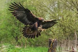 How Much Weight Can A Hawk Carry? - Spark Lark