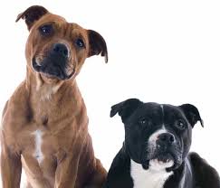 Having said that, white pitbulls are more likely to develop such, since they usually have a lower concentration of melanin. The Pitbull Controversy Should They Play The Dog Gurus
