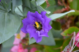 Tx texas flower flowers hill country spring wildflowers yellow. Growth In Gardening The Wildflowers Of Texas San Marcos Record