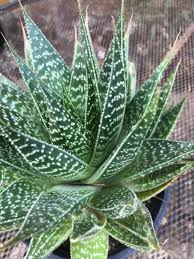 Image result for Aloe carnea