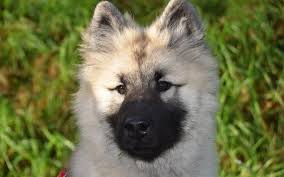 I absolutely love all of the staff and after many, many years and multiple pets (some through their whole life cycle) in all sorts of situations, i trust them implicitly. Rabies Vaccination For The Anti Vaxxer Whole Pet Veterinary Hospital Davidson