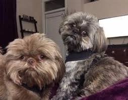 Pet store in virginia beach, virginia. Fun Things To Do With A Shih Tzu