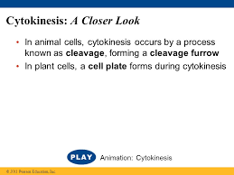 Martin wuehr, timothy mitchison / cell image library. Figure 12 1 Cell Division Figure 12 1 How Do A Cell S Chromosomes Change During Cell Division Ppt Video Online Download