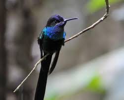 For more information, see feathers and the law. This March Love Nature Explore Nature Defend Nature The Extremely Rare Scissor Tailed Hummingbird Only Exists In Pet Birds Hummingbird Hummingbird Photos