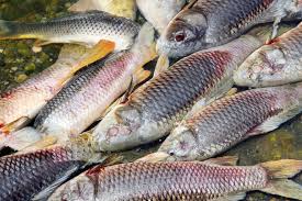 Les entrées peuvent être des chiffres ou des collections dont la valeur est écrite dans les grilles. Urine Qui Sent Fort Le Poisson