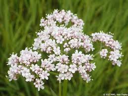 Image result for Valeriana capensis