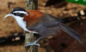 Biasanya burung jantan ada ciri khusus yang sangat mencolok yaitu jambulnya terlihat tegap berdiri. Inilah Keistimewaan Burung Sniper Harga Dan Suara