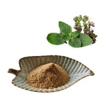 Image result for Ocimum minutiflorum