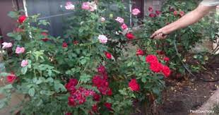 Maybe you would like to learn more about one of these? Neem Oil For Roses Is Neem Safe For Rose Plants