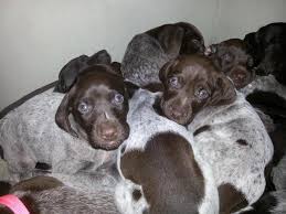 They do well with lots of direction and activity. German Shorthaired Pointer Puppies Home Facebook