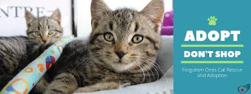 Maybe you would like to learn more about one of these? Forgotten Ones Cat Rescue Adoption Home Facebook