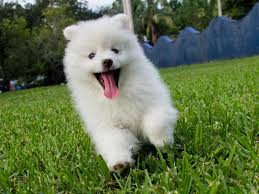 Some small breeds are great in apartments and others do better on farms. 50 Best Small Dog Breeds Familyminded