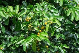 Image result for Diospyros abyssinica