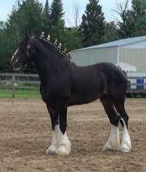 Black And White Paint Horses For Sale Near Me Black Clydesdale Gelding For Sale Horses Clydesdale Horses Percheron Horses