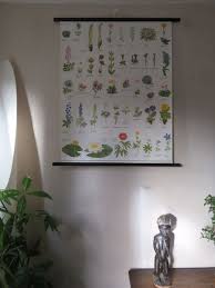 Vintage Pull Roll Down Botanical School Wall Chart Poster Of Protected Flowers