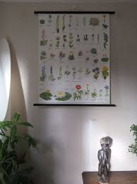 vintage pull roll down botanical school wall chart poster of protected flowers