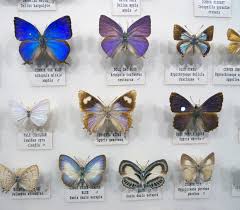 Butterfly Chart Judy Coates Perez