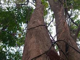 2 cara digunakan untuk menaikkan atau melancarkan wau iaitu pelancaran jarak dekat dan pelancaran jarak jauh. Seri Pohon Langka Laban Dinas Lingkungan Hidup Dan Kehutanan Diy