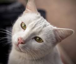 If you have a friend who's thinking of adopting — or if you're considering adding a new cat family member yourself — read and share this list: Adopting A Senior Cat Our Readers Offer Advice