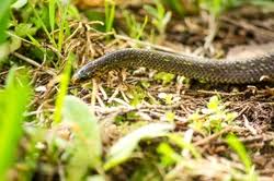 Image result for Atractus multicinctus