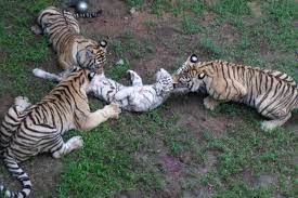 Pictures Of The Week July 6 July 13 Animal Attack Wild Animals Attack Animals Wild