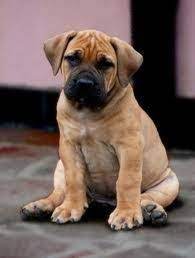 Pin By Cara Jones On Pups N Stuff Boerboel Dogs Mastiff Dogs