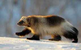 Wolverine Wolverine Animal Animals Animals Wild