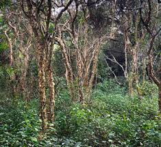 Image result for Momordica corymbifera